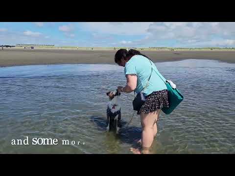 Wet Noodle | 7 month old puppy | Dog scared of water | Life at the beach | Arnab Saha Blogs