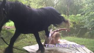 Unicorn steps on Fairy! Wear a Helmet!, The Pony Show, Gypsy Vanner horses