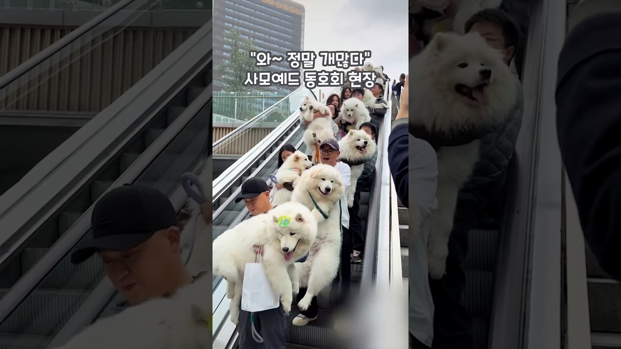 “와~ 정말 개많다” 사모예드 동호회 현장 🐾👀 #shorts