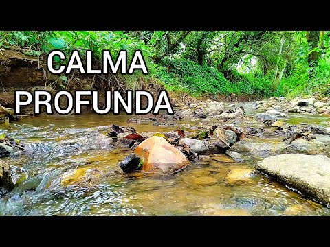 ​CALMA PROFUNDA 🌿 Sonidos de la Naturaleza para Aliviar el Estrés y la Ansiedad