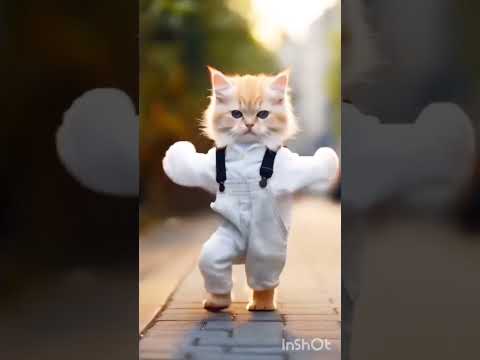 how is the cat dance #cat #video #viraldance #viraldance #youtubeshorts