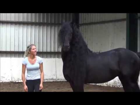 Stal Okkema's Leon STER en SPORT Andries x Jasper