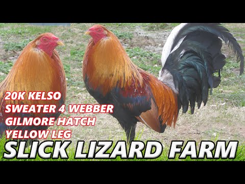ALABAMA !! Yellow Leg 20k Kelso  Sweater Hatch  SLICK LIZARD FARM - Beautiful Birds