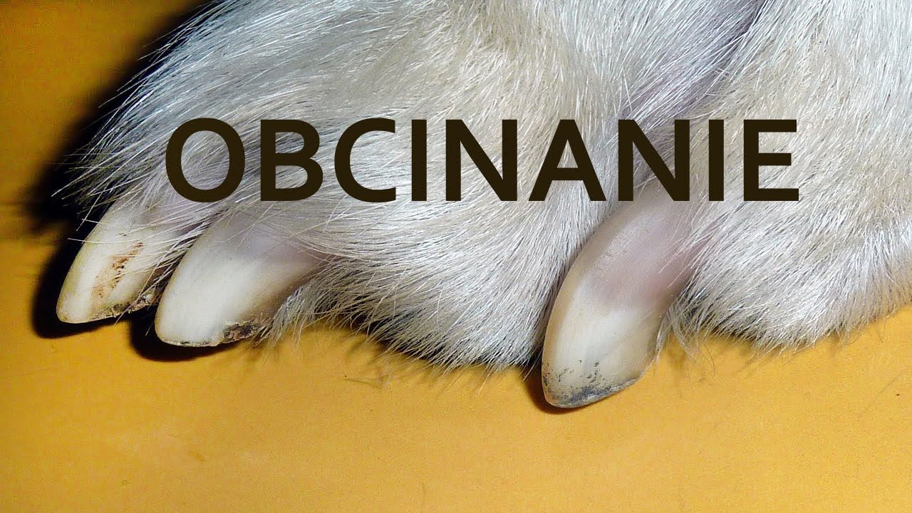 Jak obciąć psu pazury Poradnik obcinanie pazurów u psa, jakie obcinaczki, kąt cięcia, żywa tkanka.