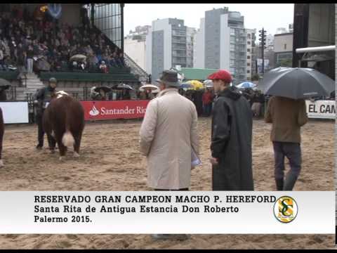 29-07-15 - Reservado Gran Campeon Macho Hereford - Palermo 2015