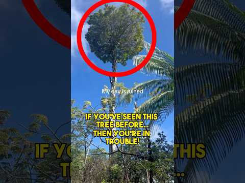 If You see this TREE… It’s Too Late!