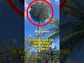 If You see this TREE… It’s Too Late!