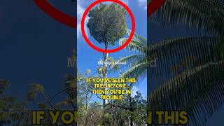 If You see this TREE… It’s Too Late!