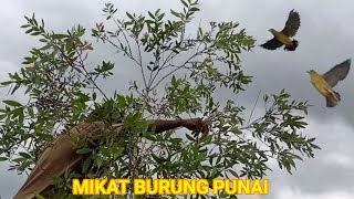 Download lagu MULUT BURUNG PUNAI PAKAI PULUT LIDI MANTAP mp3 Download lagu MULUT BURUNG PUNAI PAKAI PULUT LIDI MANTAP mp3