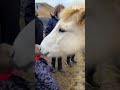 Horse Said I Ll Take That Afv Funny Shorts