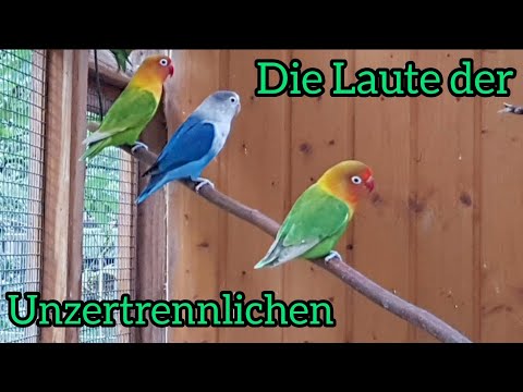 Die Laute der Unzertrennlichen #Agapornis #LoveNature #Lovebirds #Liebesvögel #LiebefürsLeben