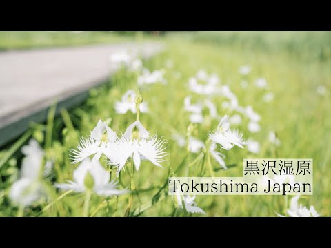 徳島に残る貴重な湿原の秘境/黒沢湿原　Kurozo Marsh: A precious and secluded wetland in Tokushima