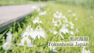 徳島に残る貴重な湿原の秘境/黒沢湿原　Kurozo Marsh: A precious and secluded wetland in Tokushima