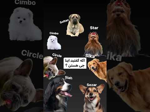 Perro Dogs dog Cane 犬 개 كلب 狗 Cachorro कुत्ता Собака سگ Köpek Chien Hund dog dogs perro dog pet dog