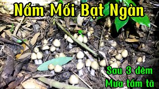 Nấm Mối Mọc Bạt Ngàn Trong Chốn Rừng Sâu 2024#nammoi