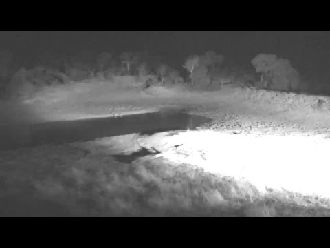 Djuma Private Game Reserve Live Stream