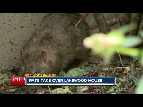 Rat-infested House