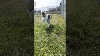 Video preview image #1 Mutt Puppy For Sale in Webster, WI, USA