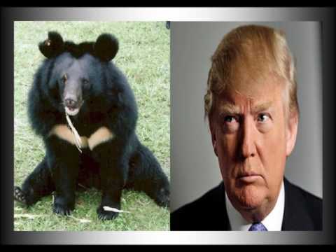 Why is Donald Trump upsetting the Chinese Bear? Video