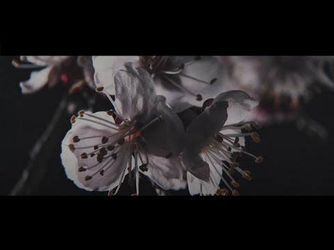 Cane Hill - Blood & Honey (Official Music Video)