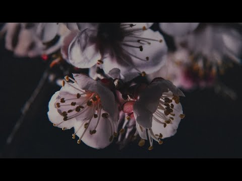 Video thumbnail for Blood & Honey