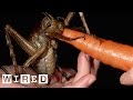 Meet The Weta An Insect As Big As A Gerbil Absurd Creatures WIRED