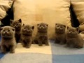 КОТЯТКИ 