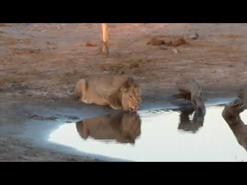 Skybed in hyena pan, Botswana with lion close by.