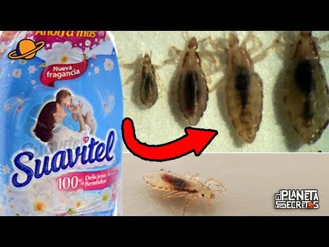 download lagu mp3 mp4 Suavitel, download lagu Suavitel gratis, unduh video klip Suavitel