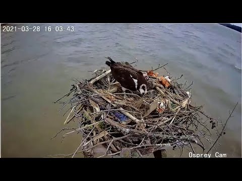 Dahlgren Osprey ~ Harriet Lays Egg #3! Wind Blows Nesting Material All Over Her Before Labor 3.28.21