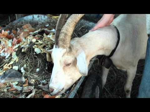 L'amour est dans le foin, 5 ans après. -Firmin