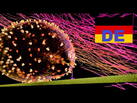 No.2 Bakterie mit Motor und Geißel (Flagelle)! 🟥 DAS GEHEIMNIS MOLEKULARER MASCHINEN, also english