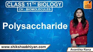 Polysaccharide | Biomolecules | CBSE Class 11 Biology