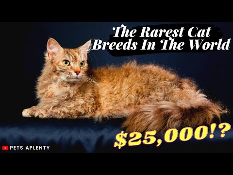 The Rarest Cat Breeds In The World | Peterbald | Laperm | Cornish Rex | Exotic Shorthair