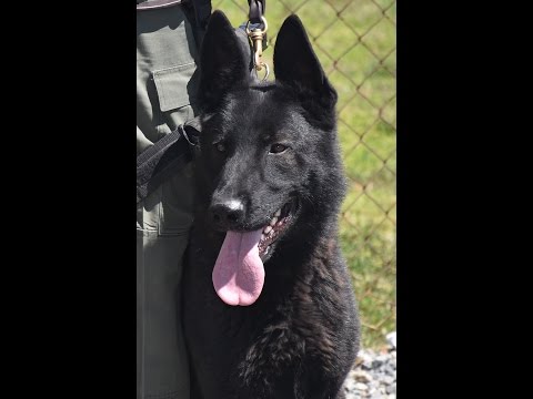Meet Magic: Our Newest K9 - San Diego County Sheriff's Department