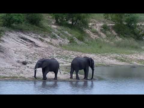 Djuma: Two Elephants get a drink at the dam - 17:40 - 12/26/2022