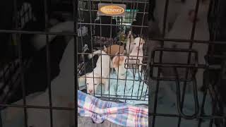 Video preview image #1 Chihuahua-Unknown Mix Puppy For Sale in Wakefield, RI, USA