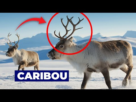 Unveiling the Wonders of Reindeer: Fascinating Facts and Challenges in the Arctic!