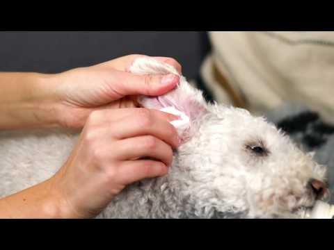 Ge öronrengöring på din hund.