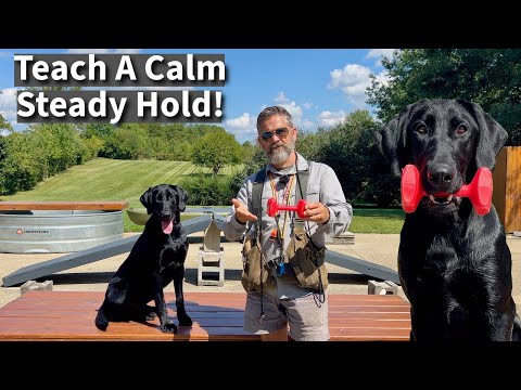 Labrador Retriever Training | How We Teach A Calm, Steady, Hold