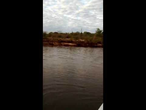 Dorados en Piracua Lodge