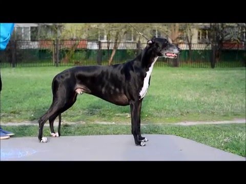 BISS GCH Rus, Lt,Blr Ch ARTEFAKT DOMINANT