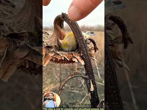 সূর্যমুখী ফুলের ভেতরে এই পাখিগুলো আটকে গেল কীভাবে। #Sunflower #Birds