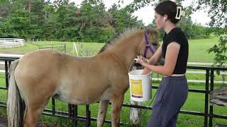 DO THIS IF YOUR HORSE HATES BEING BATHED | VLOG