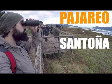 PAJAREO SANTOÑERO: Viendo aves en las marismas de Santoña, Cantabria