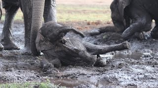 Thalassotherapy for Elephants in Chobe