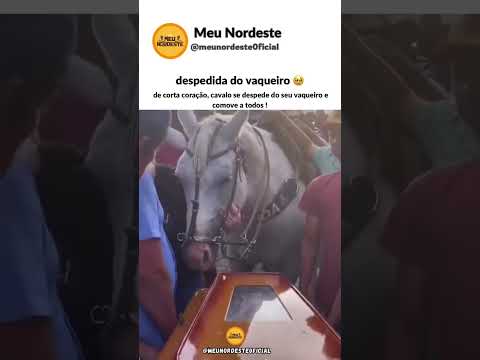 De corta coração 😔💔Cavalo se despede do seu tutor em Pau dos Ferros-RN e gesto comove os presentes