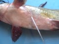 How to Fillet a Catfish the easy way! 