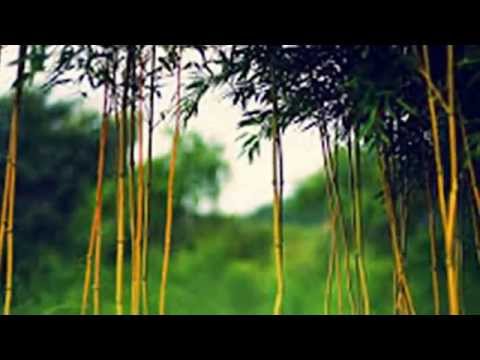 Ôi quê xưa - Kim Tước