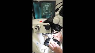 How to: "Enhance ribbon sticking while performing sample sectioning using an eyelash"